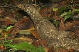 Image of monitor lizards