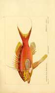 Image of Anthias