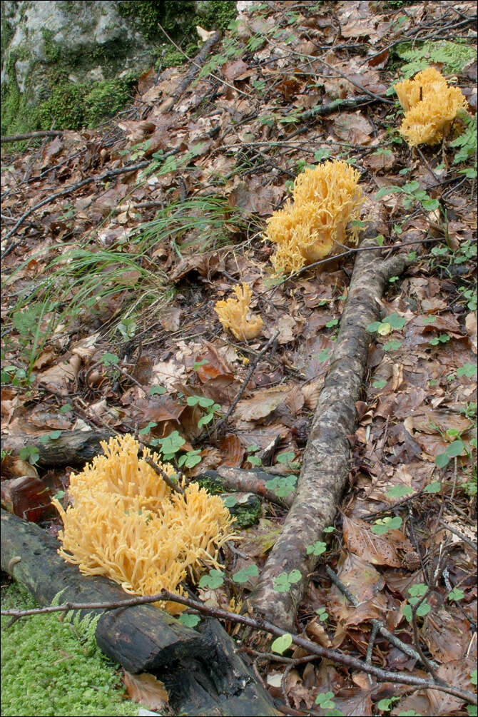 Слика од Ramaria aurea (Schaeff.) Quél. 1888