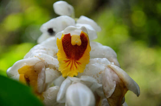 Image of Alpinia latilabris Ridl.