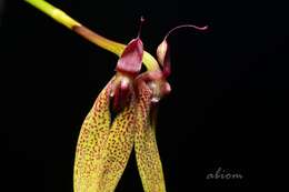 صورة Bulbophyllum biflorum Teijsm. & Binn.