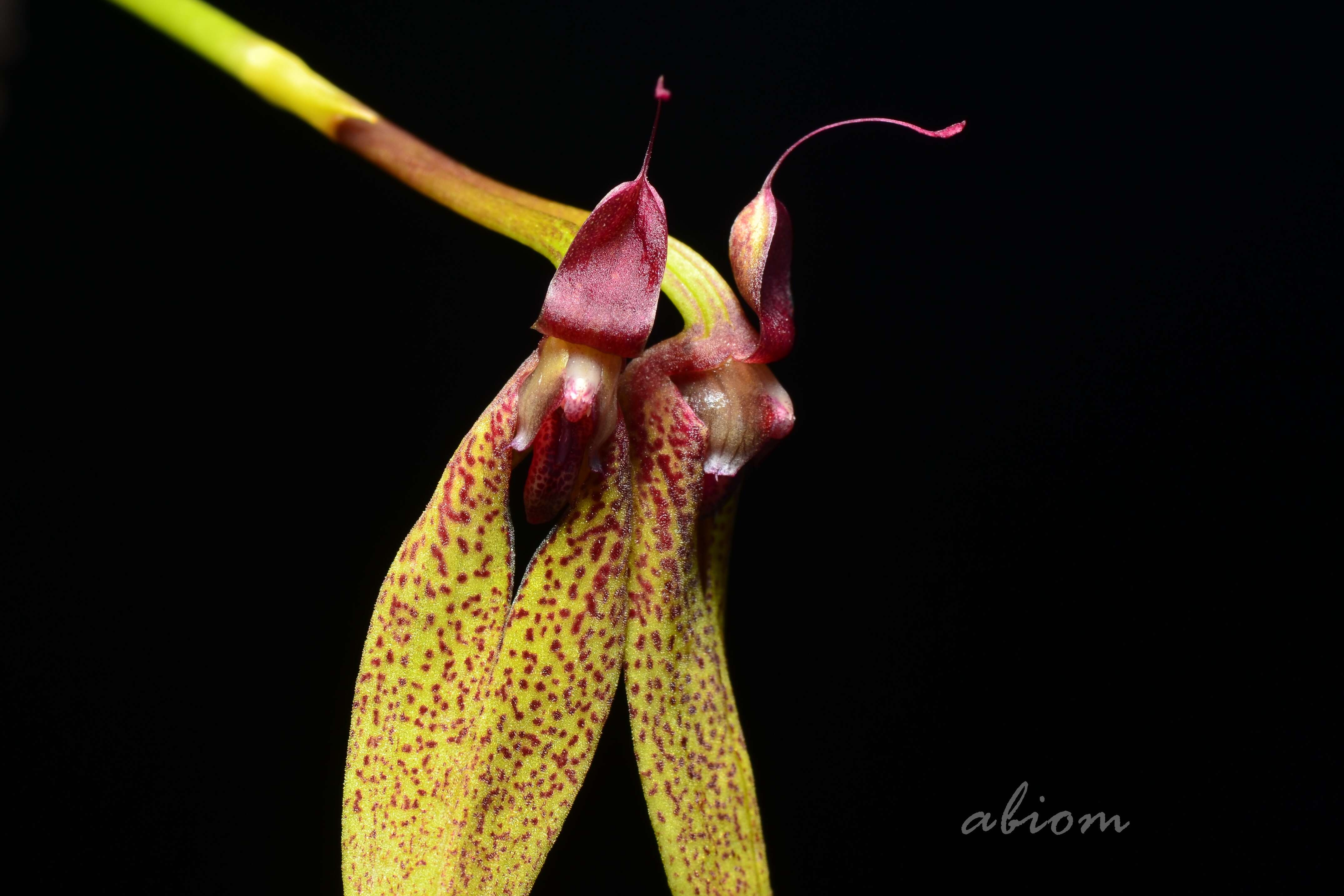 Image de Bulbophyllum biflorum Teijsm. & Binn.