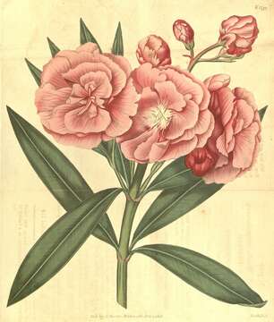 Image of Oleander