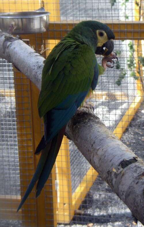 Image of <i>Ara maracana</i>