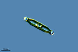 Image of Neidiaceae