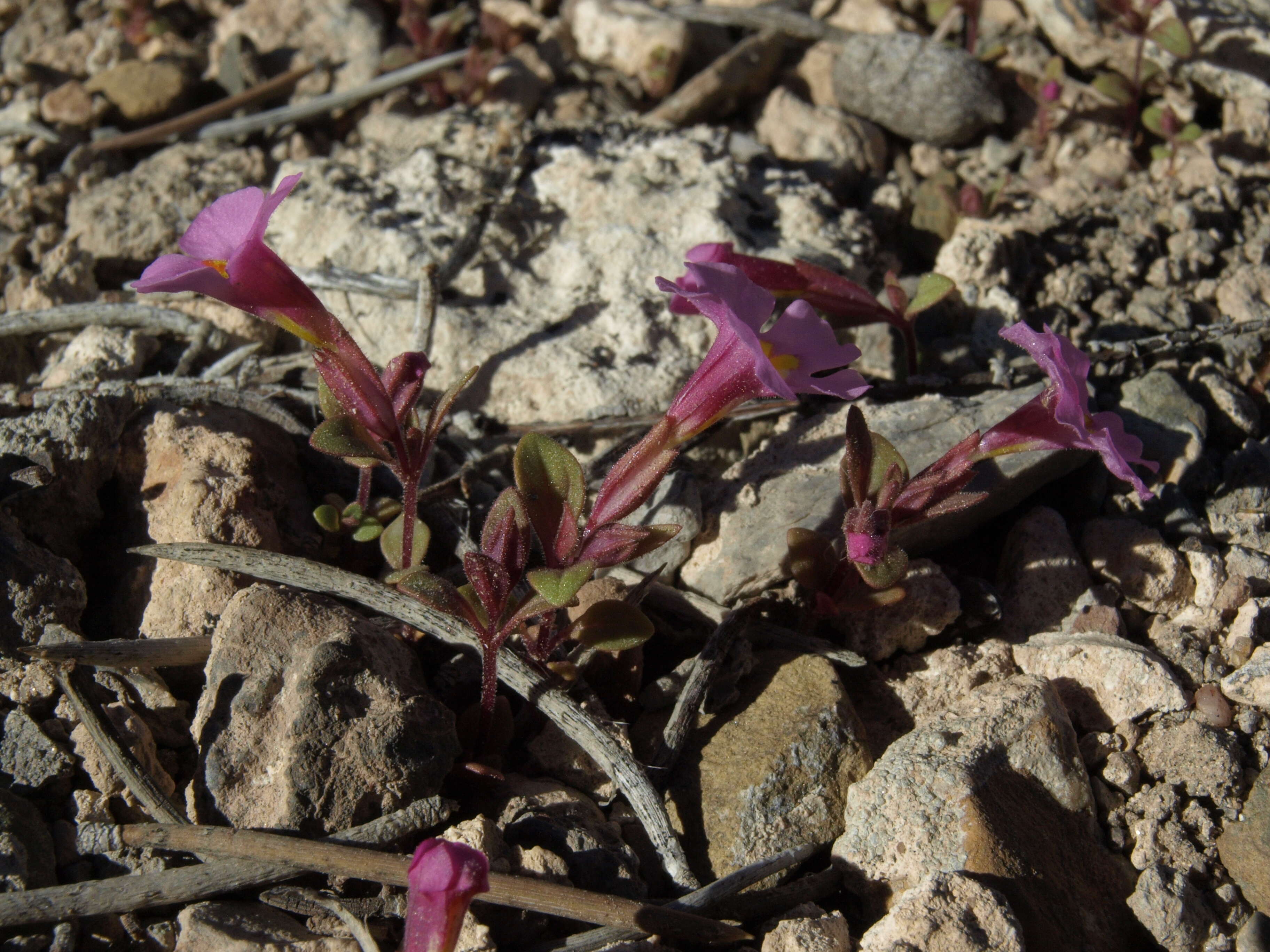 Image of annual redspot monkeyflower