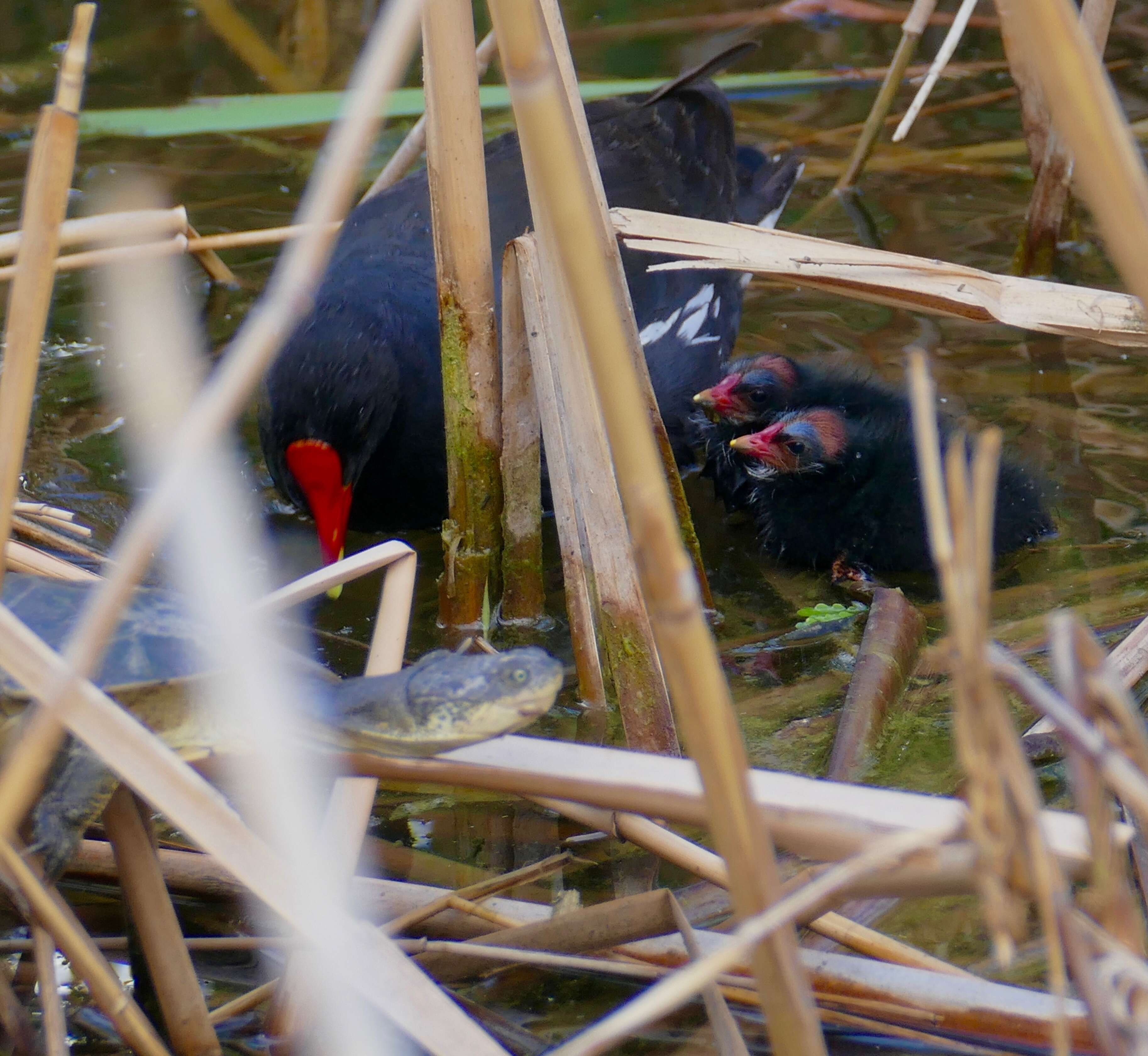 Image of Common Moorhen