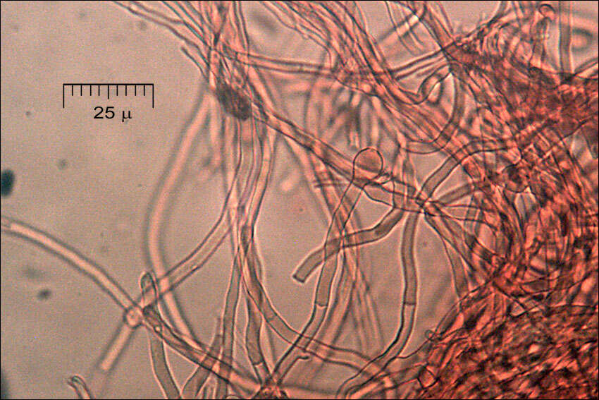 Image de <i>Crepidotus mollis</i> var. <i>calolepsis</i>