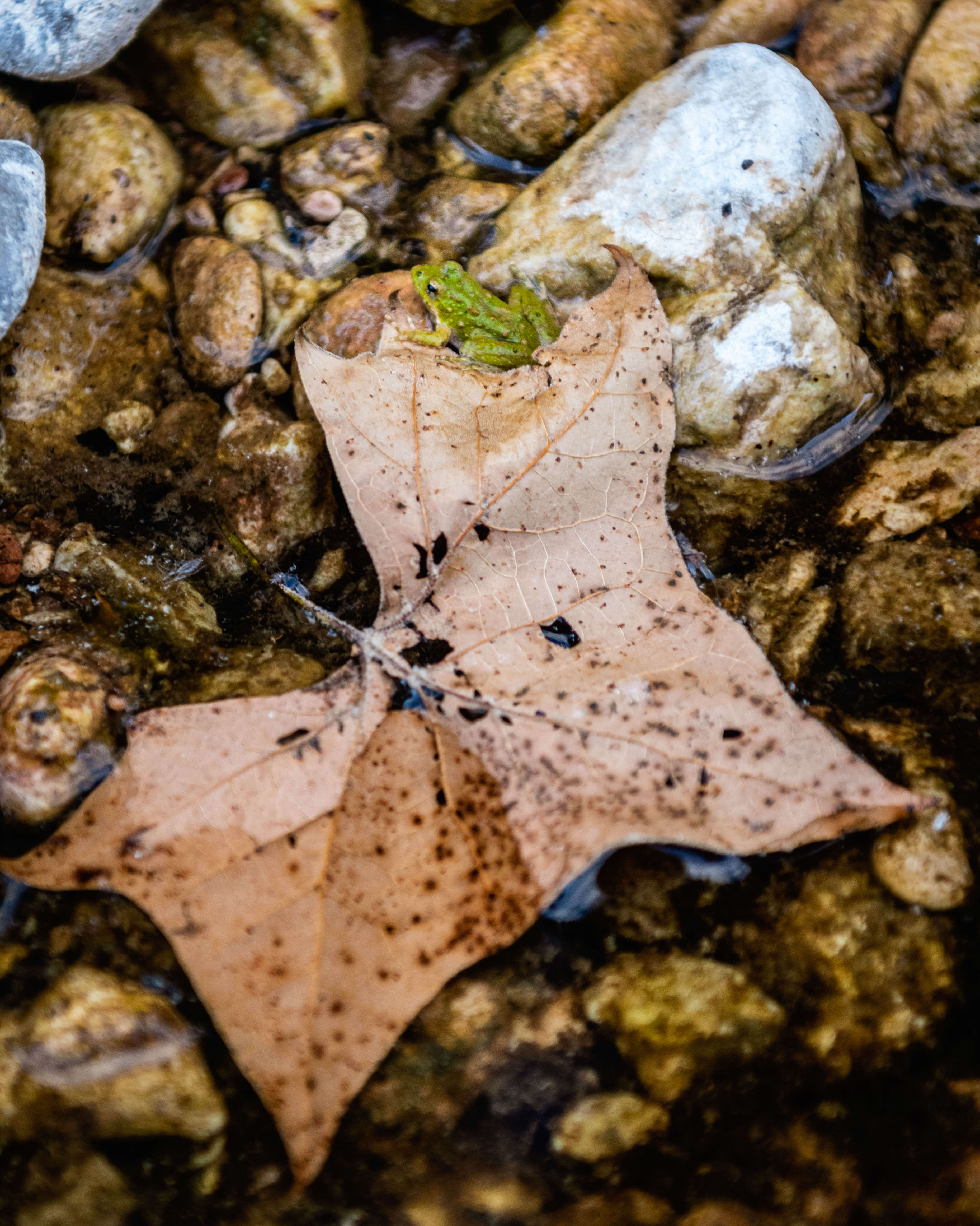 Image of slant-faced grasshopper