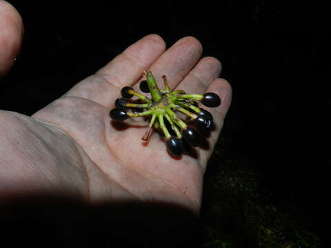 Image of Guatteria lucens Standl.