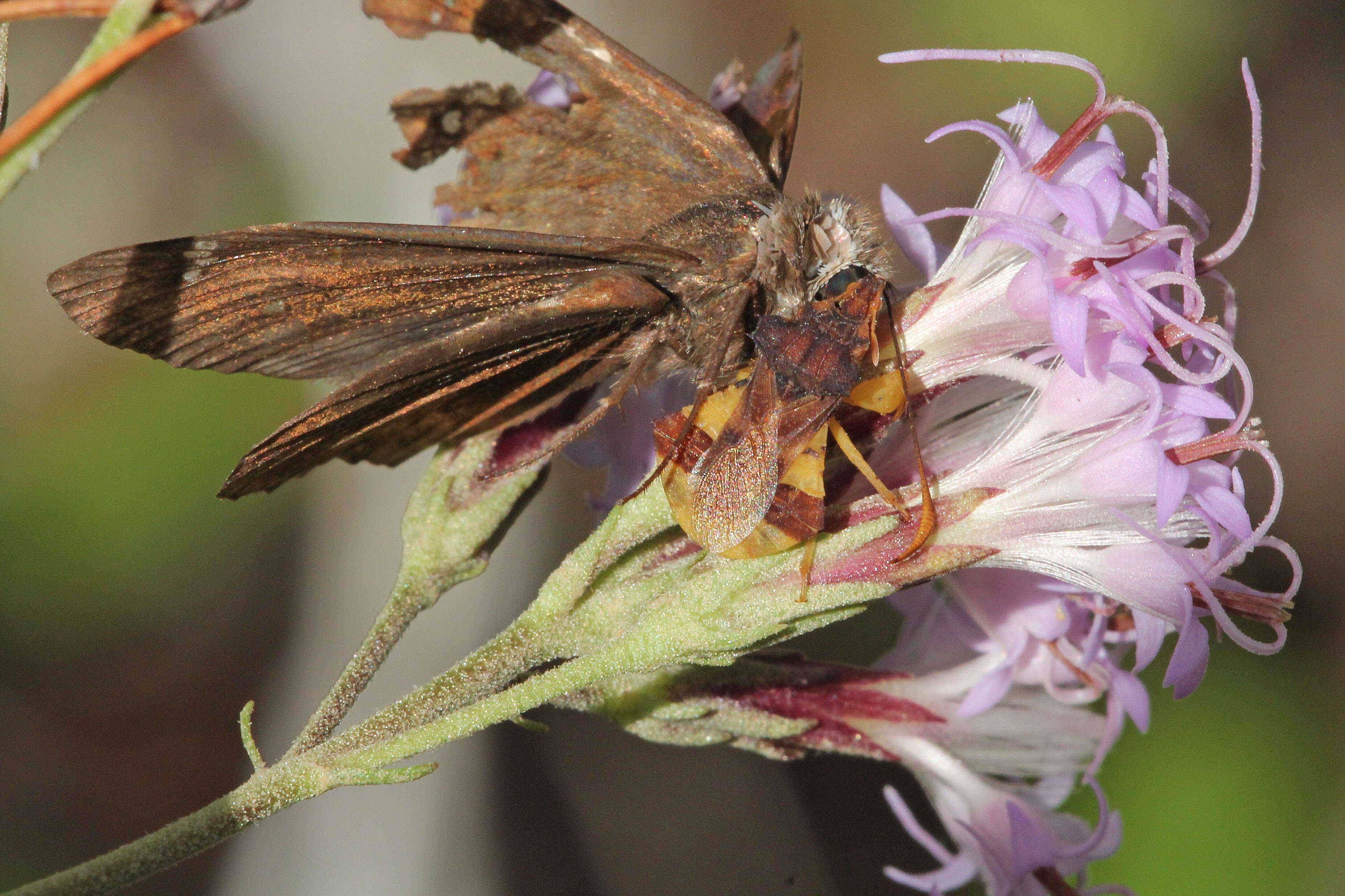 Image of Skipper