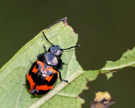 Image of Swamp Milkweed Leaf Beetle