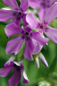 Image of downy phlox