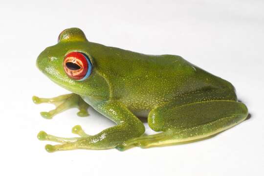 Image of Ankafana Bright-eyed Frog