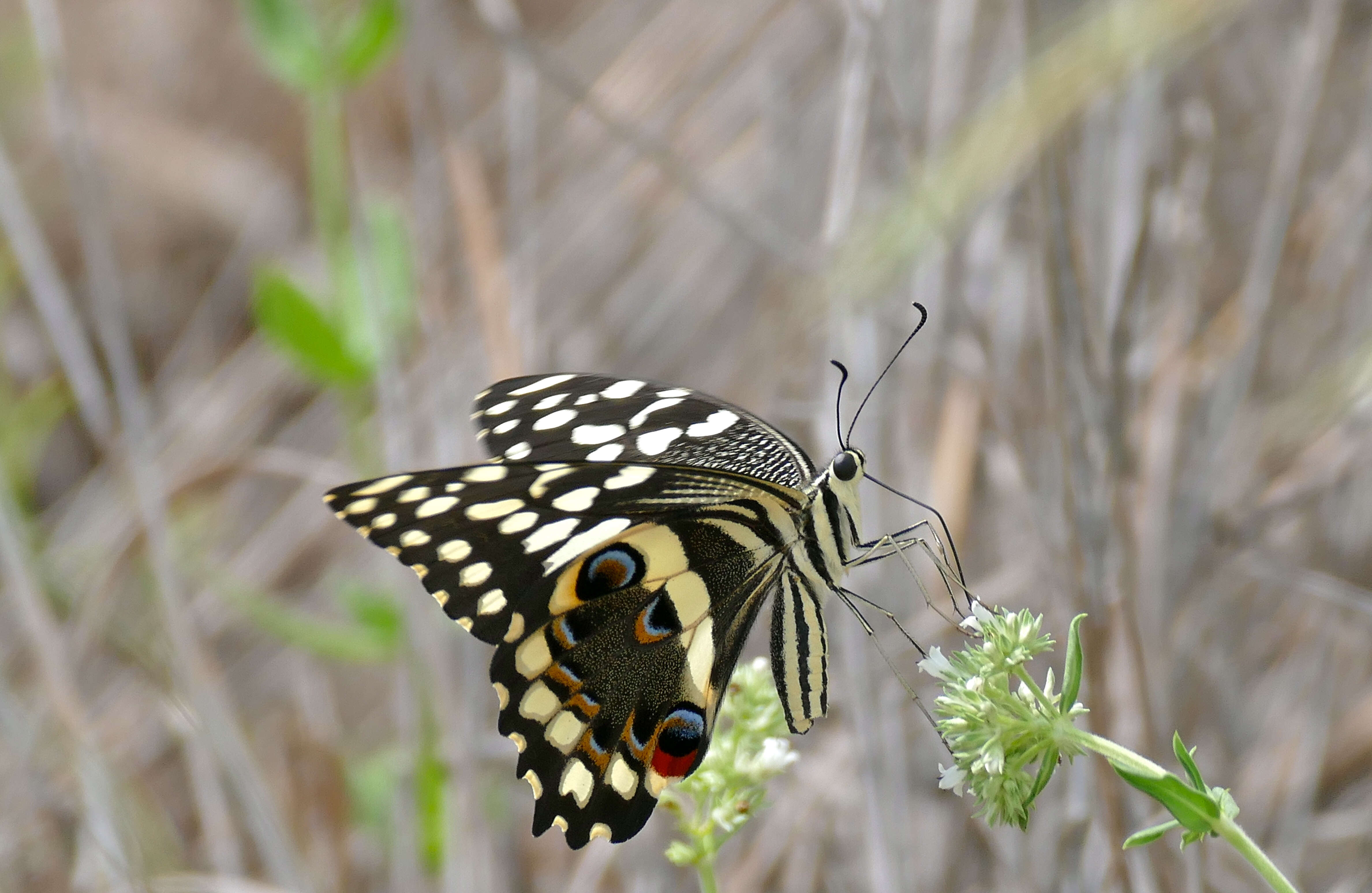 Image of Papilio