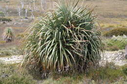 Sivun Richea kuva