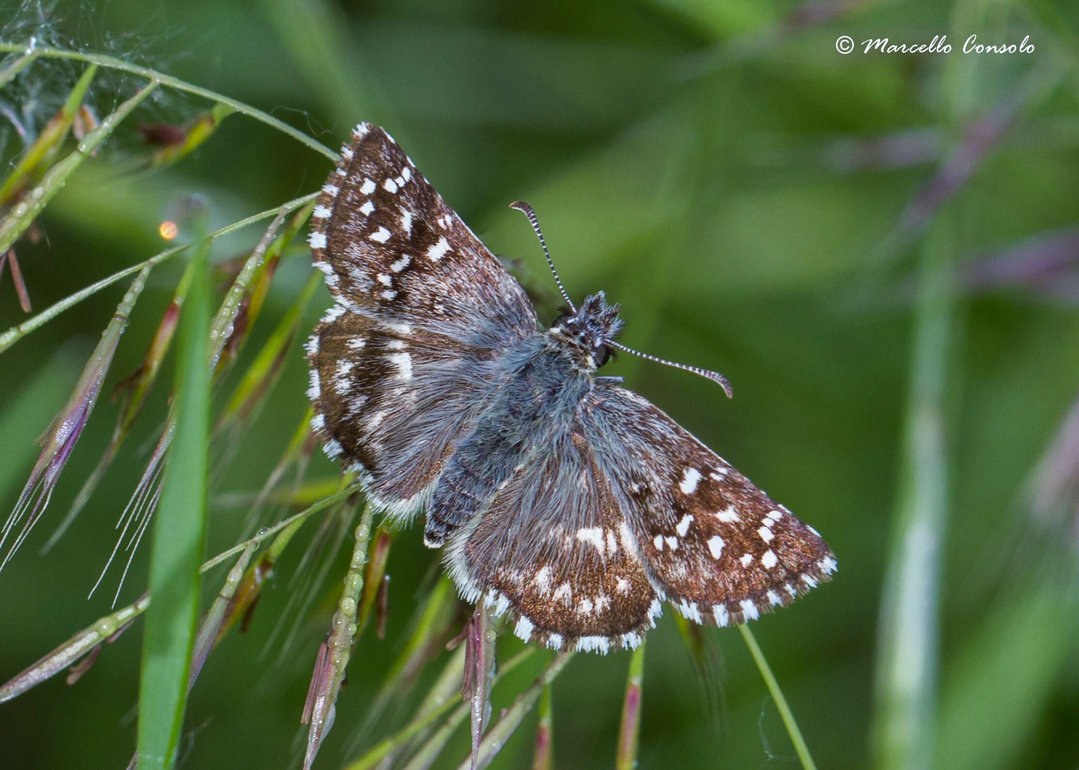 Image of Checkered-Skippers