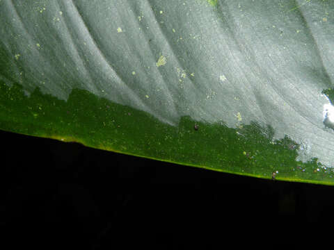 Image of Dieffenbachia aurantiaca Engl.