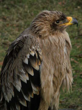 Image of Aquila Nipalensis