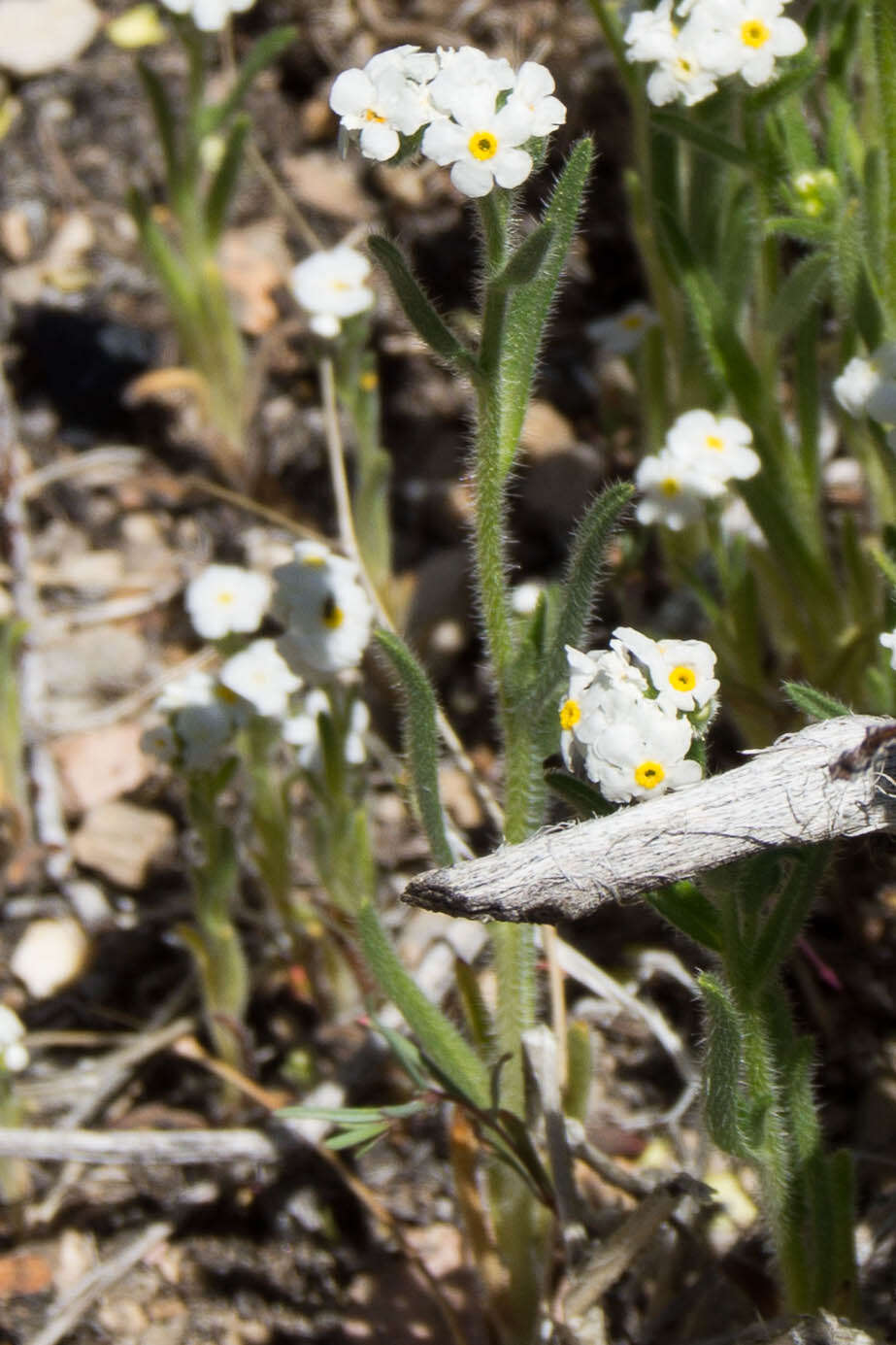 Image of sharpnut cryptantha