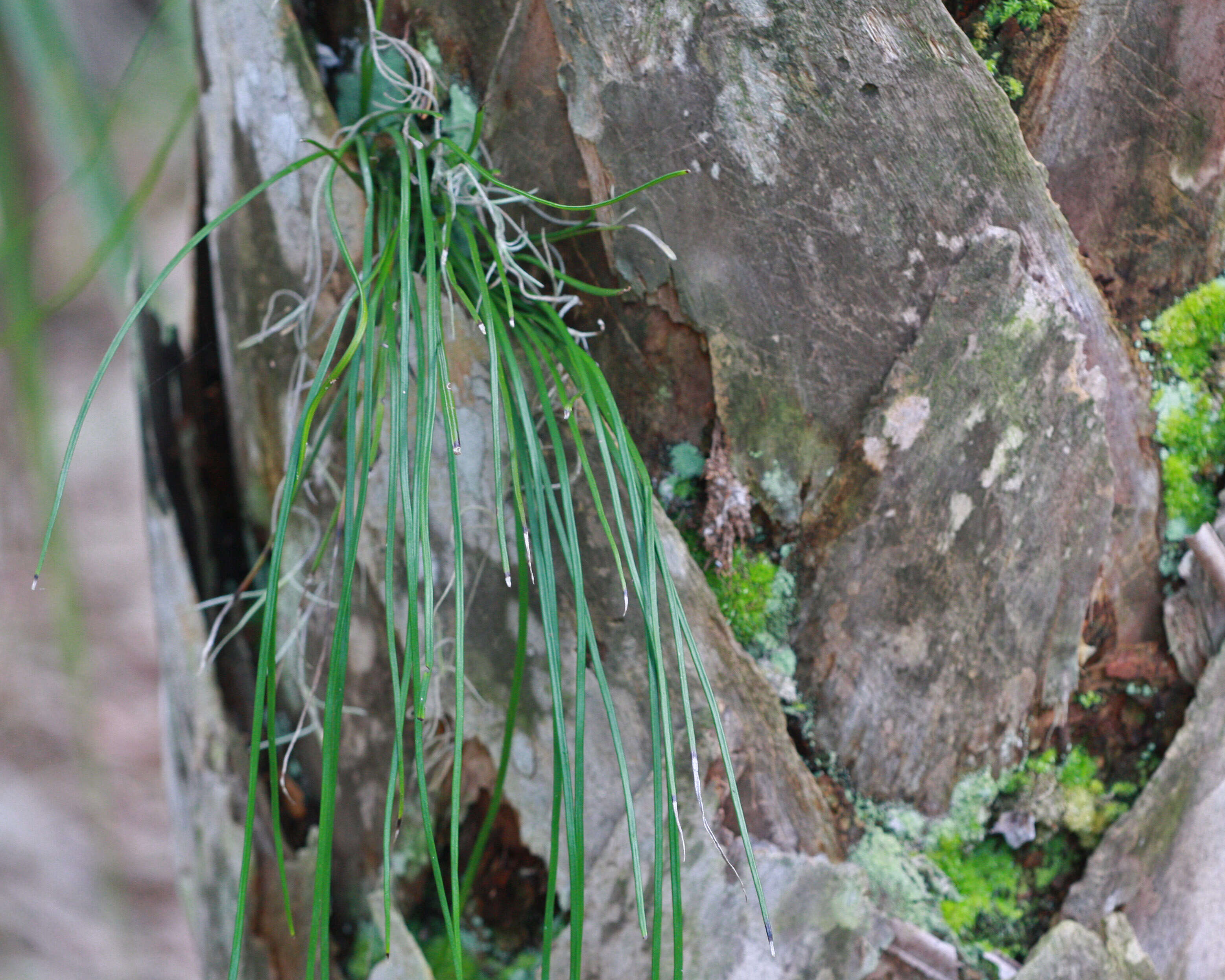 Image of Shoelace fern