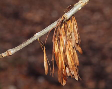 Image of European ash