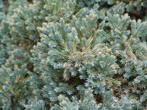 Imagem de Juniperus squamata Buch.-Ham. ex D. Don