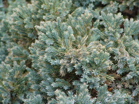 Image of flaky juniper