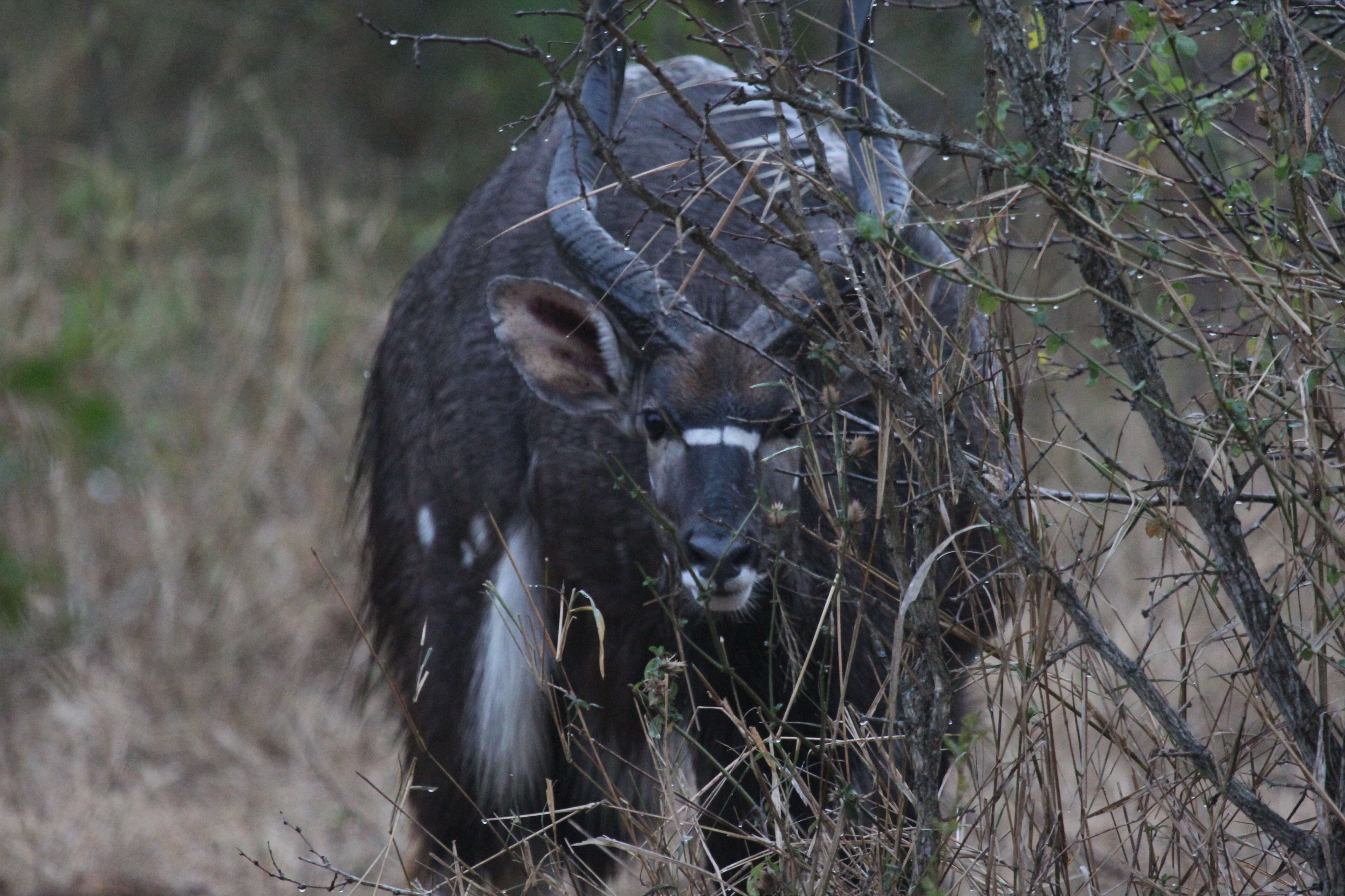 Image of Spiral-horned Antelope