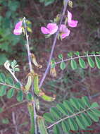 Image of Tephrosia villosa (L.) Pers.