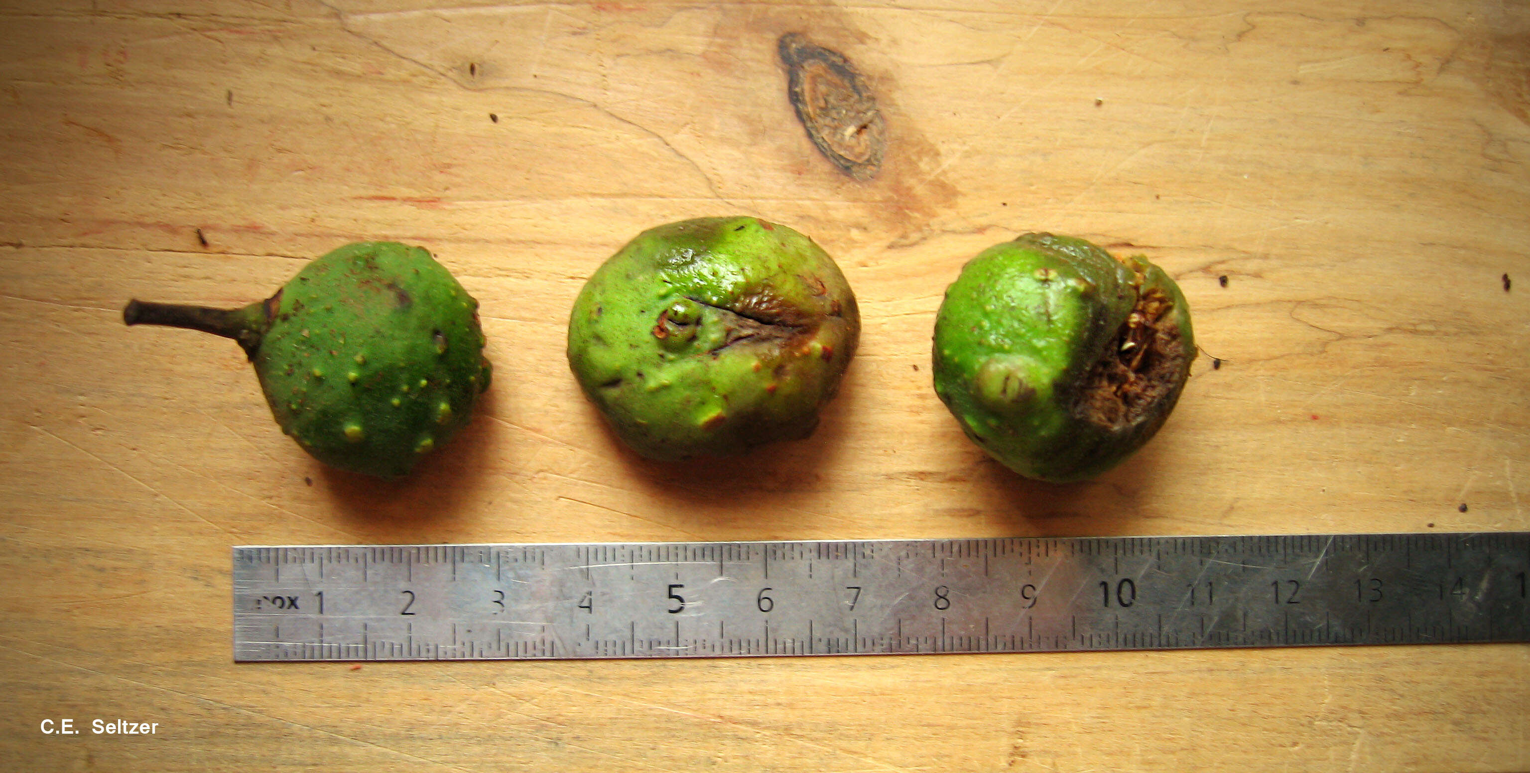 Image of Ficus cyathistipula Warb.