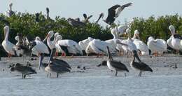 Image of American White Pelican