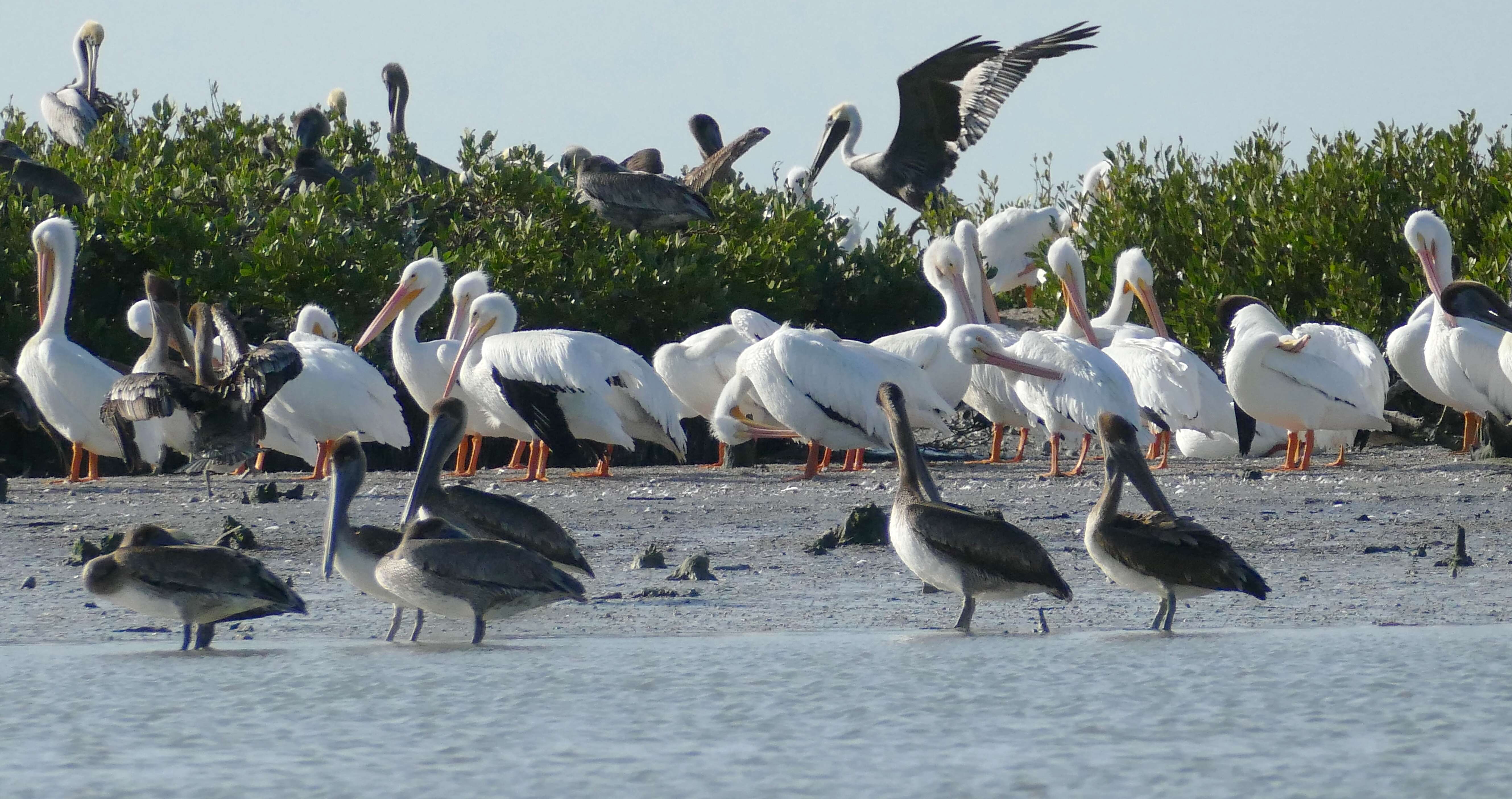 Image of pelicans