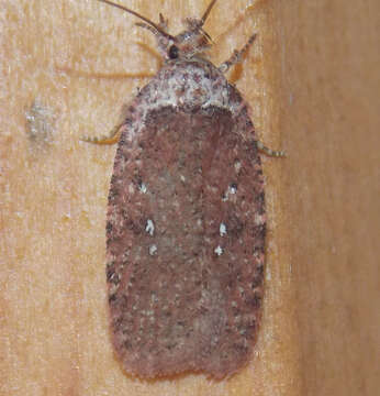 Image of Agonopterix clemensella Chambers 1876