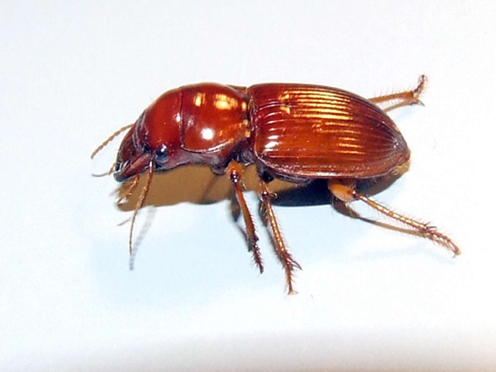 Image of Phorticosomus