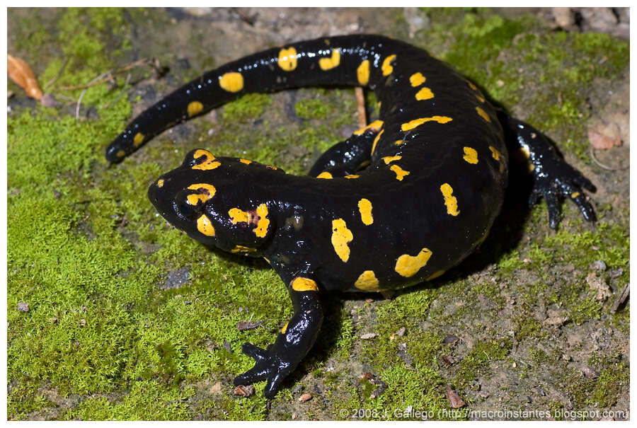 Image of Salamandra salamandra morenica