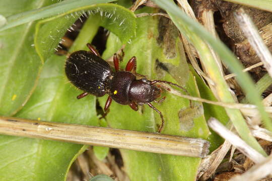 Image of Eocarterus (Baeticocarus) amicorum Wrase 1993