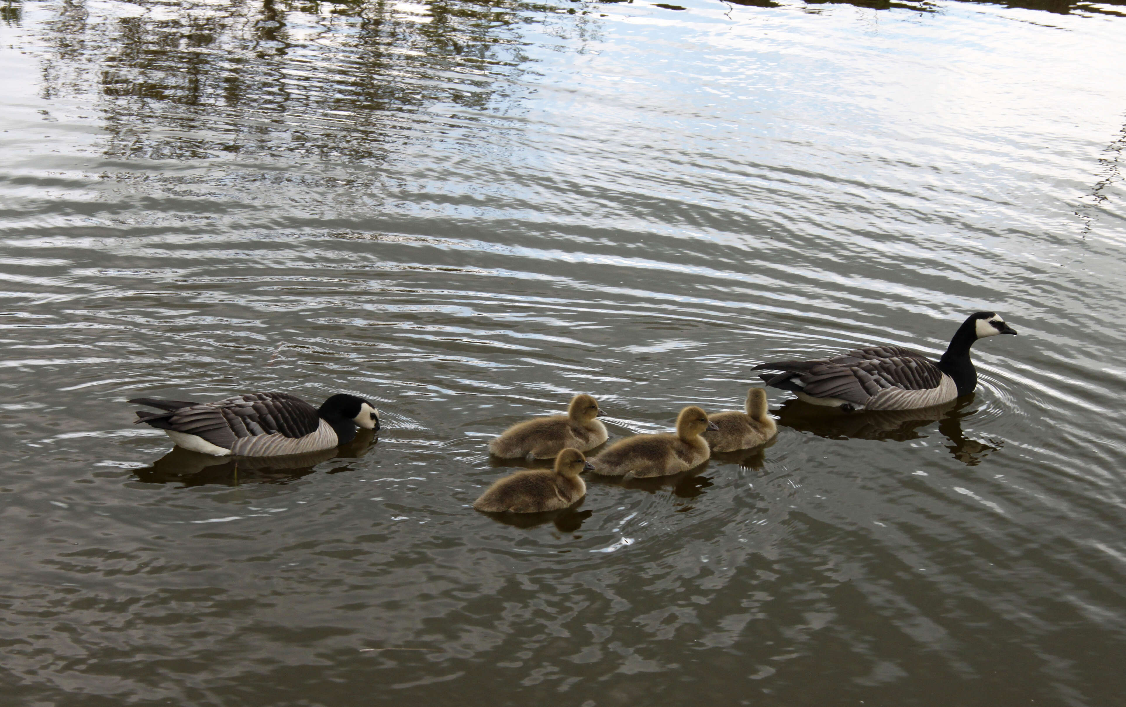 Image of Hawaiian goose