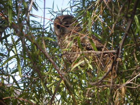 Image of Spotted Owl