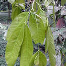 Image of Ecuadendron acosta-solisianum D. A. Neill