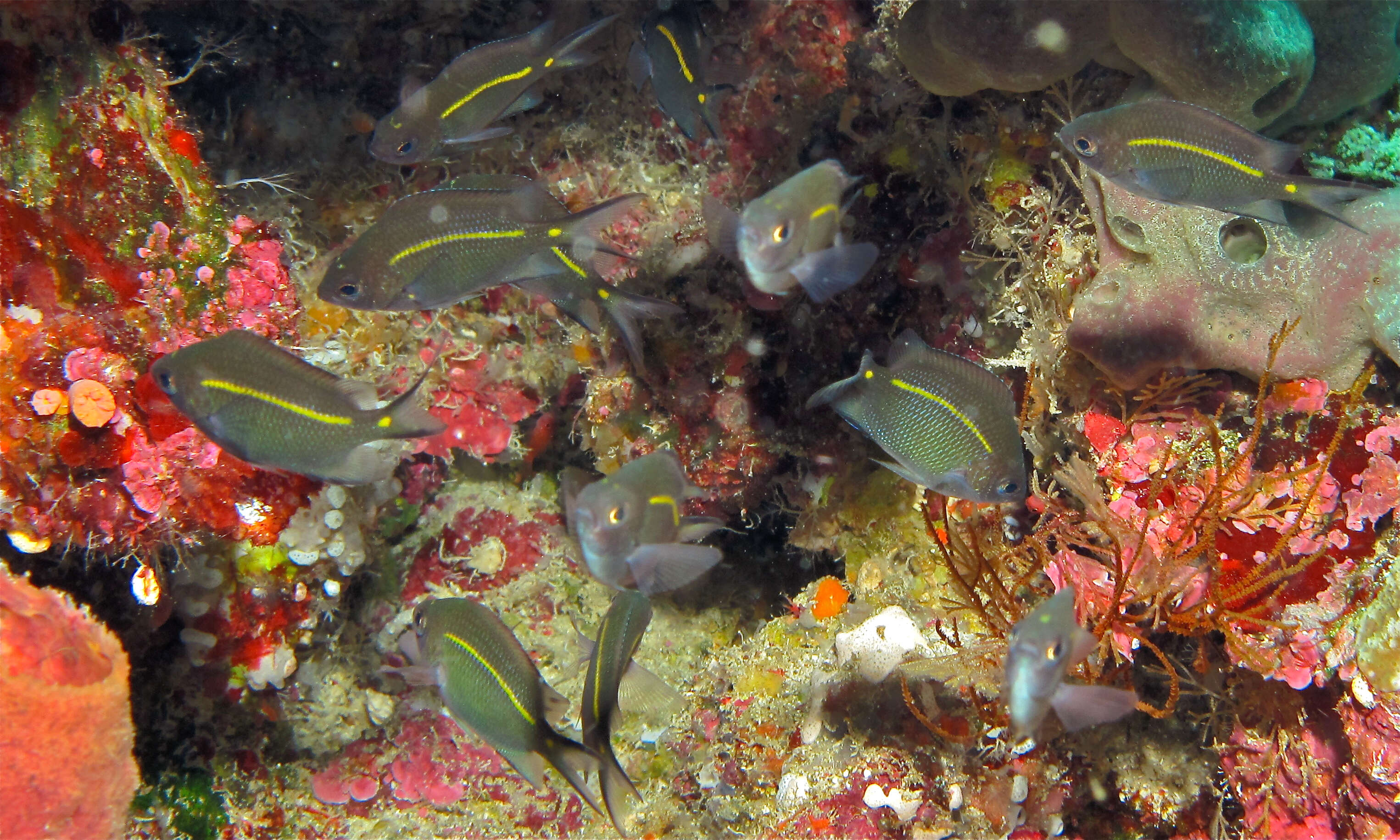 Image of Acanthochromis