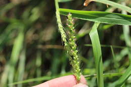 Image de Setaria macrostachya Kunth