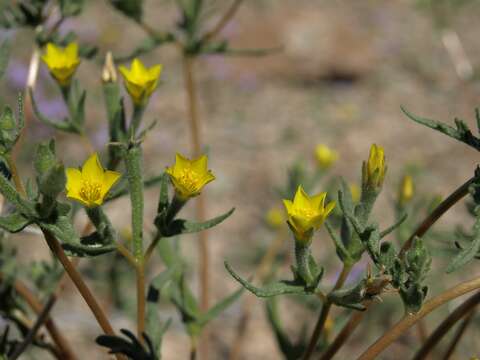 Image of whitestem blazingstar