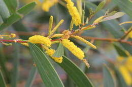 Слика од Acacia elachantha M. W. McDonald & Maslin