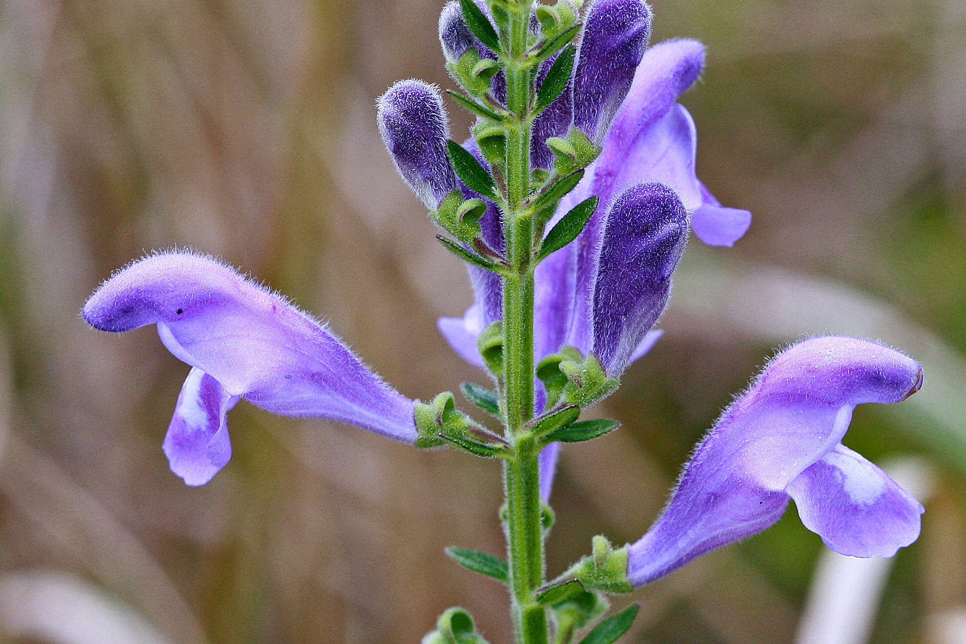 Image of helmet flower