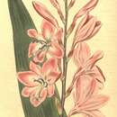Image of Watsonia borbonica subsp. borbonica