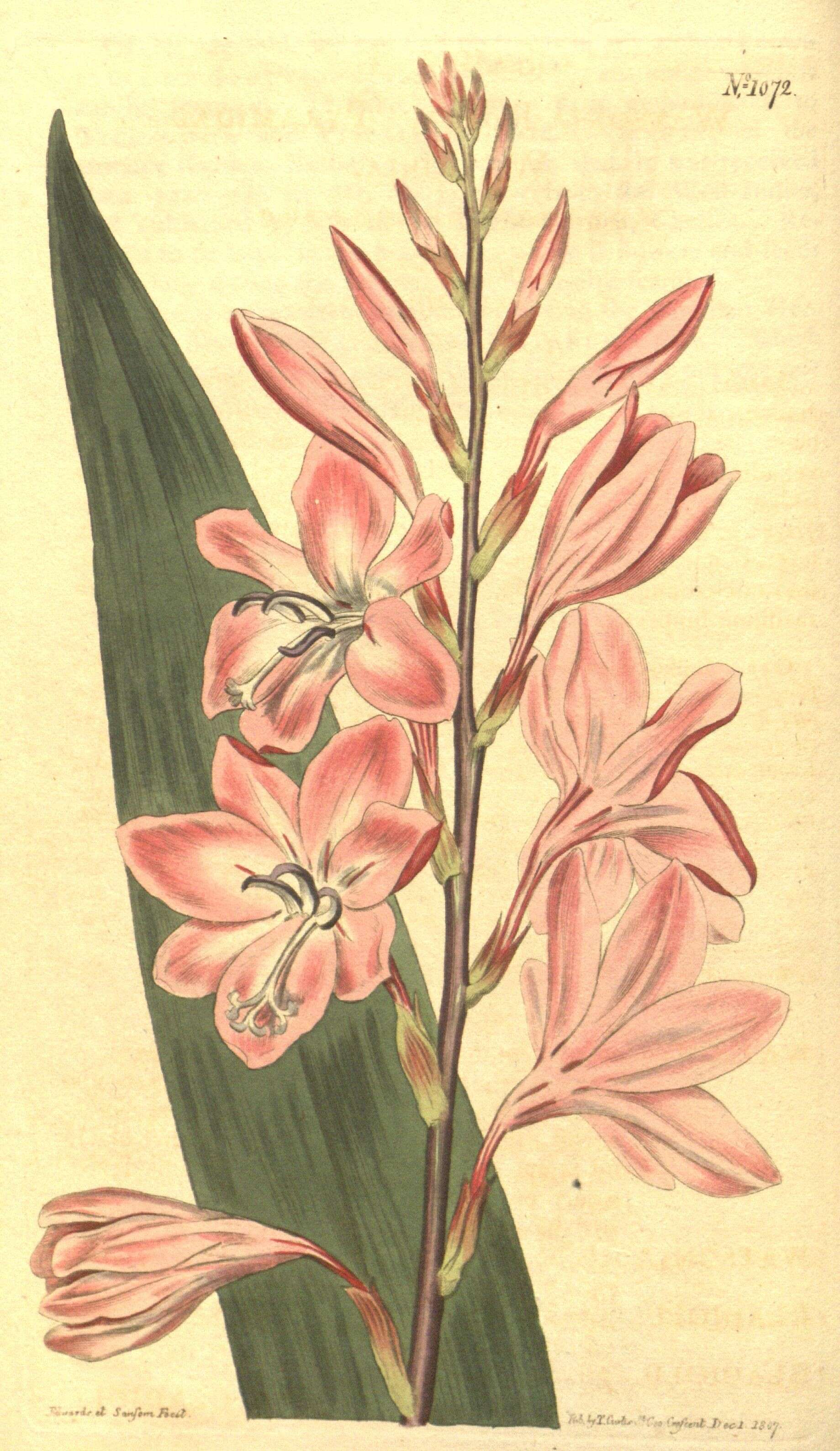 Image of Watsonia borbonica subsp. borbonica