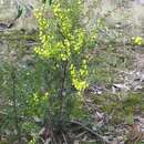 Image of gold-dust acacia