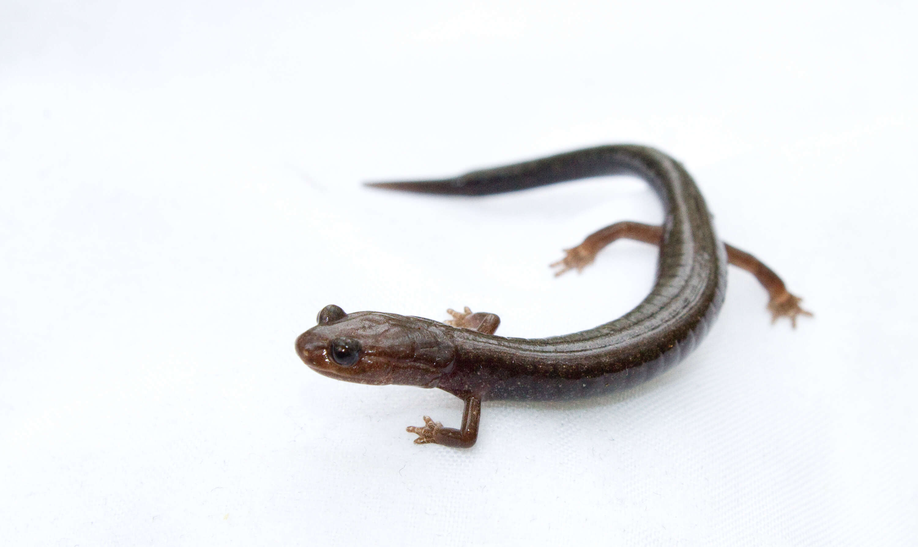 Image of Woodland salamander