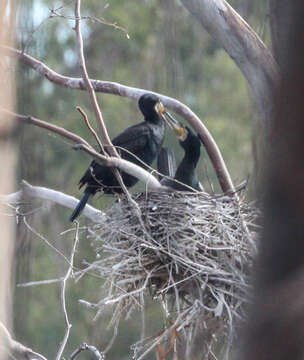 Image of Black Shag